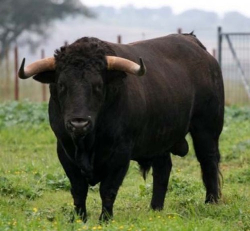 Au145_500_463 Au145_500_463