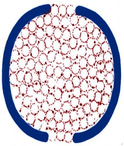 Cosm9a_250_295 Cosm9a_250_295