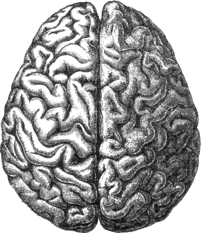 Human_brain