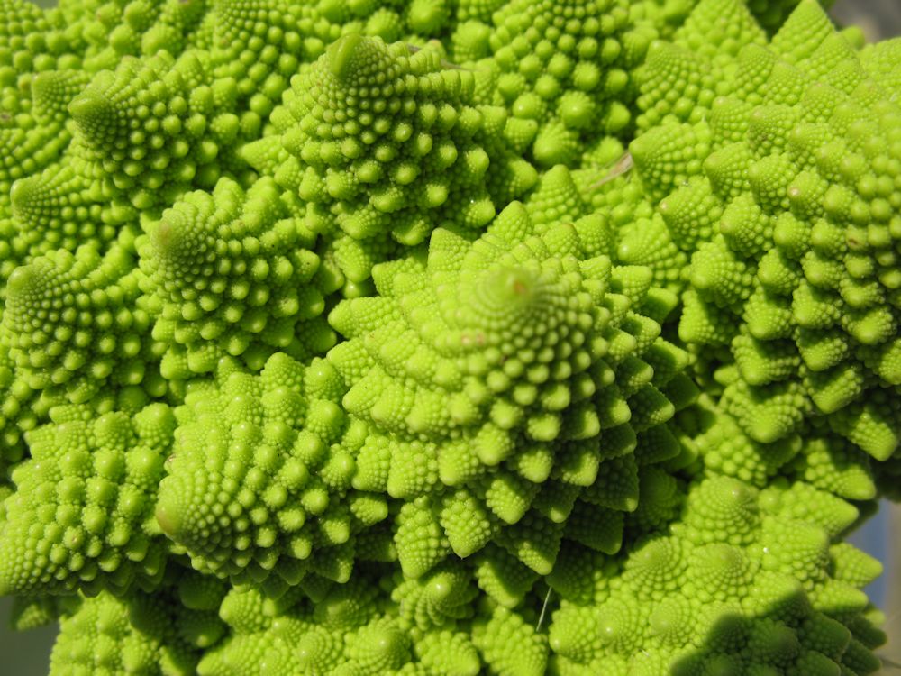 Romanesco_Broccoli2