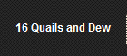 16 Quails and Dew
