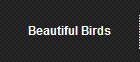 Beautiful Birds