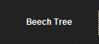 Beech Tree