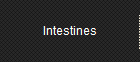 Intestines