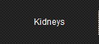 Kidneys