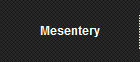 Mesentery