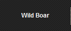 Wild Boar