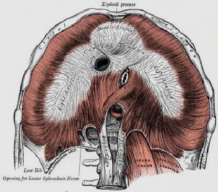 Diaphragm07