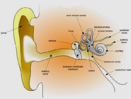 Ear17_500_381