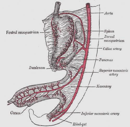 Mesentery17