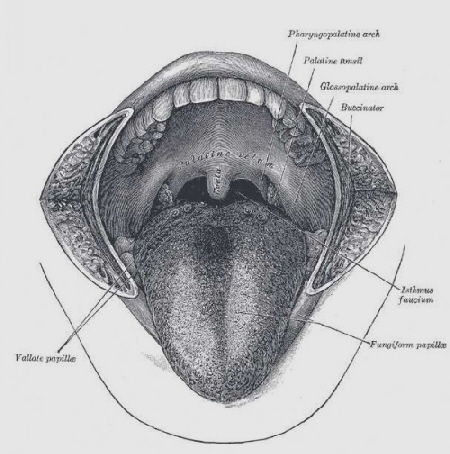 Mouth17_500_504