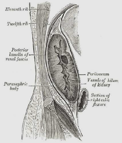 Peritoneum