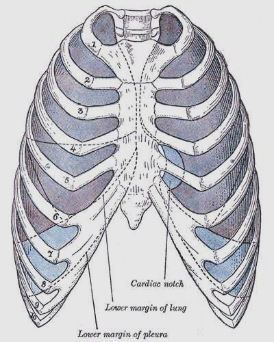 Pleura17