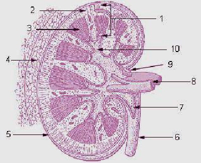 Renalcapsule17