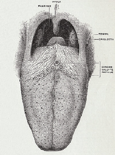 TG837