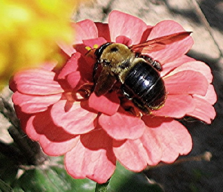 bee-jw_500_430