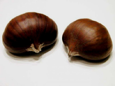 chestnut1_500_375