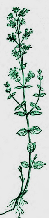 hyssop-jwp hyssop-jwp