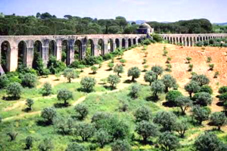 olivetrees1 olivetrees1