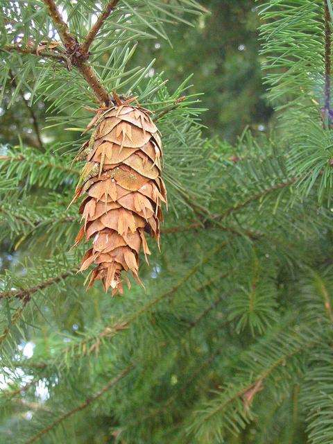 cone2 cone2