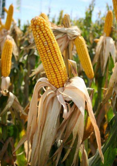 corn1_400_564