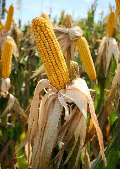 corn1_400_564