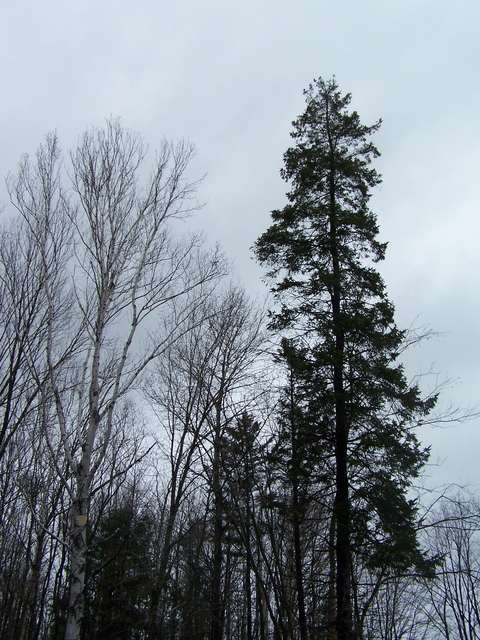 fir-1