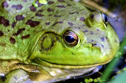 frog-jw_500_330