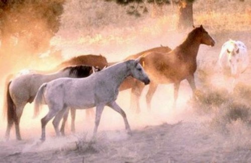 hor5ses1_500_324 hor5ses1_500_324