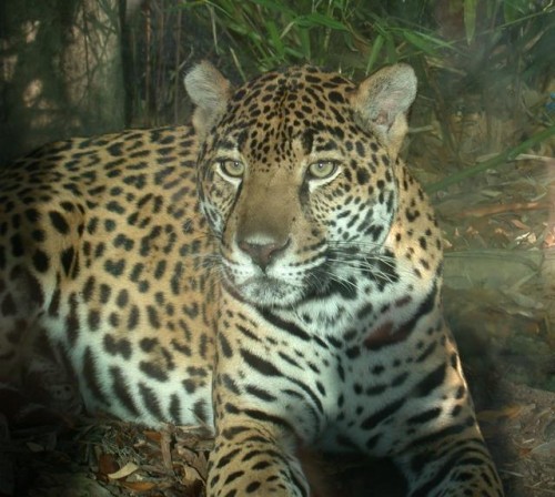 leopard-jw_500_448