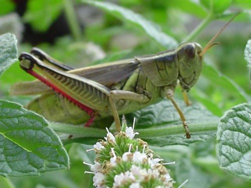 locust-jw_500_375