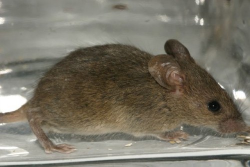 mice-334