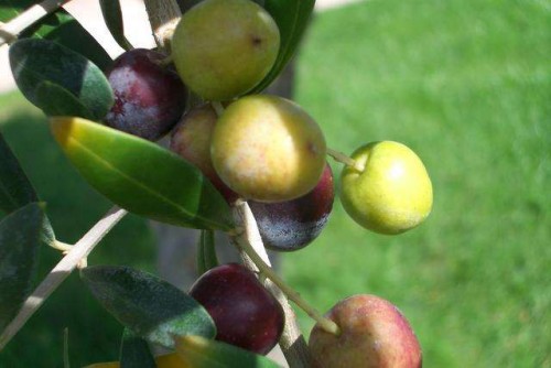 olives1_500_334 olives1_500_334