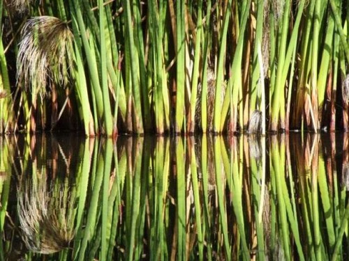 reeds1_500_375
