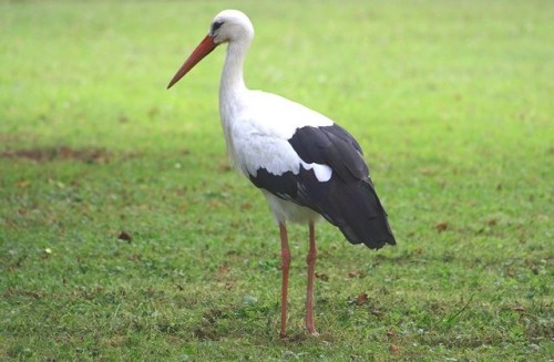 stork-jw1_500_327