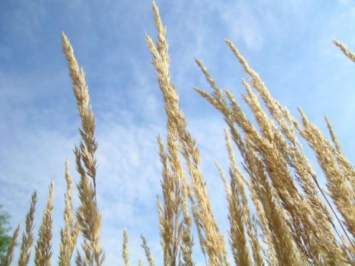 wheat1_500_375 wheat1_500_375