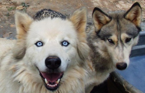 wolf-jw_500_321 wolf-jw_500_321