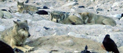 wolf2-jw_500_216 wolf2-jw_500_216